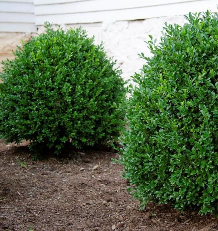 BOXWOOD 'Independence' - Buxus newgen from Agway of Cape Cod