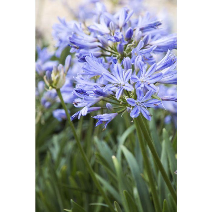 AGAPANTHUS 'Baby Pete' - Agapanthus orientalis from Agway of Cape Cod