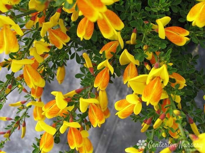 SCOTCH BROOM 'Madame Butterfly' - Cytisus scoparius from Agway of Cape Cod