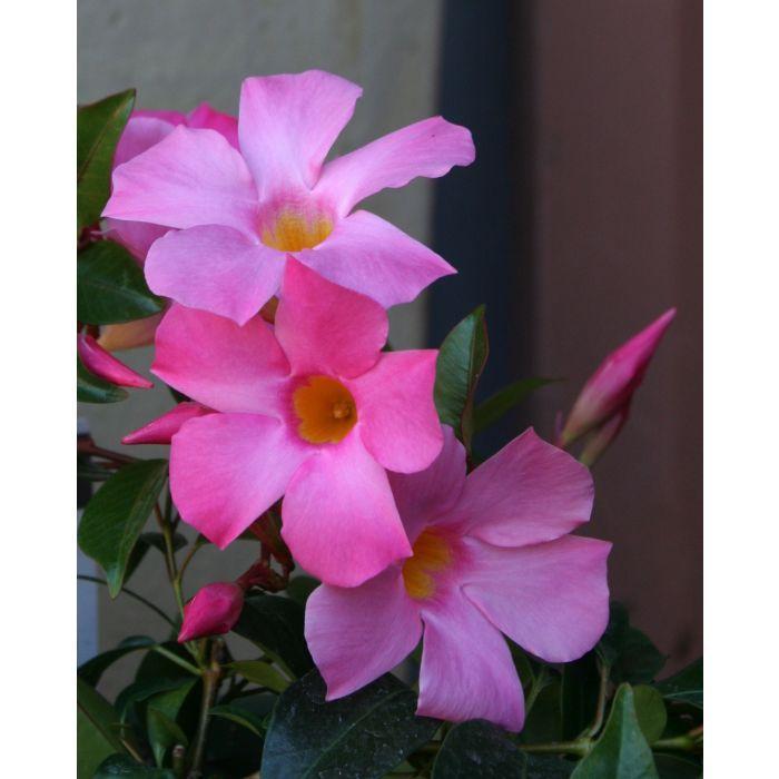 MANDEVILLA 'Sun Parasol-Pretty Pink' - Mandevilla x from Agway of Cape Cod