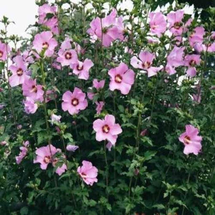 ROSE OF SHARON 'Minerva' - Hibiscus syriacus from Agway of Cape Cod