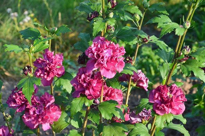 ROSE OF SHARON 'French Cabaret Red' - Hibiscus syriacus from Agway of Cape Cod