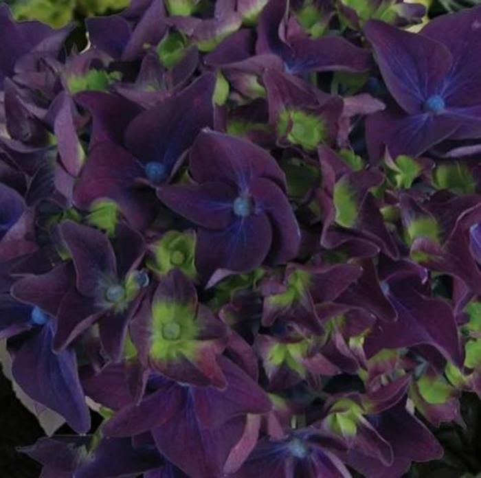 HYDRANGEA 'Deep Purple' - Hydrangea macrophylla from Agway of Cape Cod