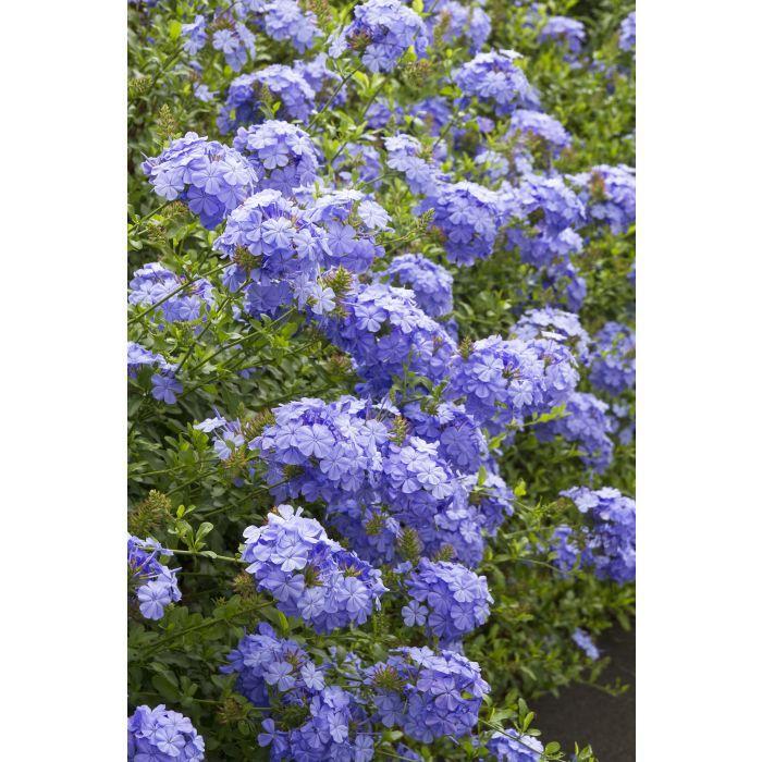 PLUMBAGO 'Royal Cape' - Plumbago auriculata from Agway of Cape Cod