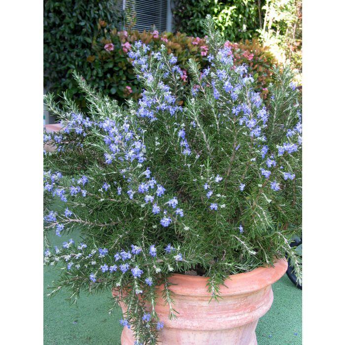 ROSEMARY 'Roman Beauty' - Rosmarinus officinalis from Agway of Cape Cod