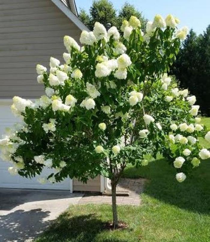 'Limelight' - Hydrangea paniculata from Agway of Cape Cod