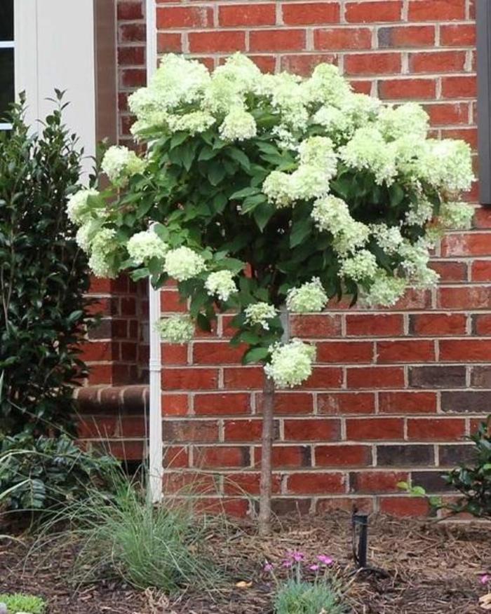 Little Lime® - Hydrangea paniculata from Agway of Cape Cod