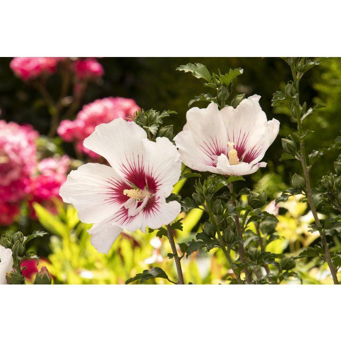 ROSE OF SHARON 'Chateau de Chantilly' - Hibiscus syriacus from Agway of Cape Cod