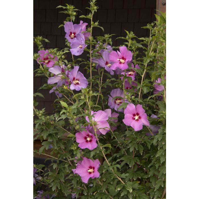 ROSE OF SHARON 'Chateau d'Amboise' - Hibiscus syriacus 'Minsypin3' from Agway of Cape Cod