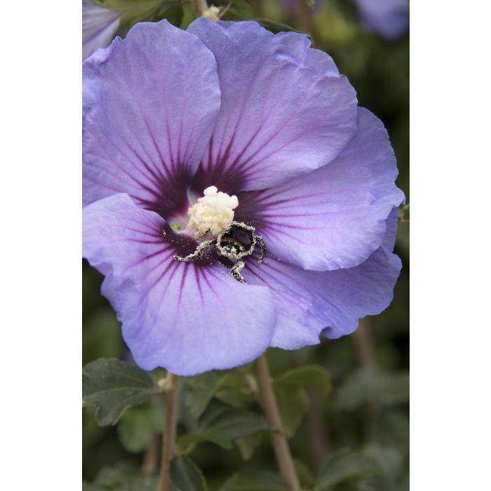 ROSE OF SHARON 'Chateau de Versailles' - Hibiscus syriacus from Agway of Cape Cod