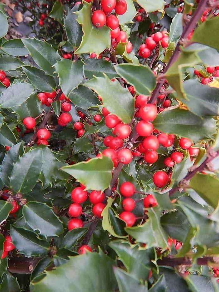 HOLLY 'Berryific' - Ilex x meserveae from Agway of Cape Cod
