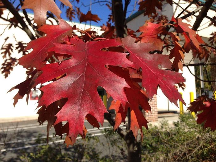 NORTHERN RED OAK - Quercus rubra from Agway of Cape Cod