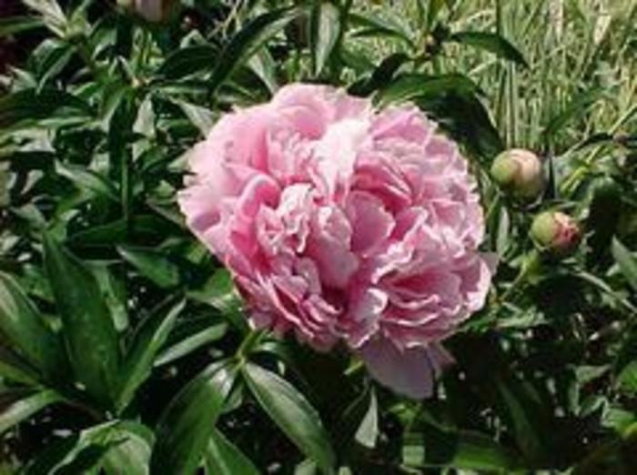 PEONY 'Sarah Bernhardt Pink' - Paeonia lactiflora from Agway of Cape Cod