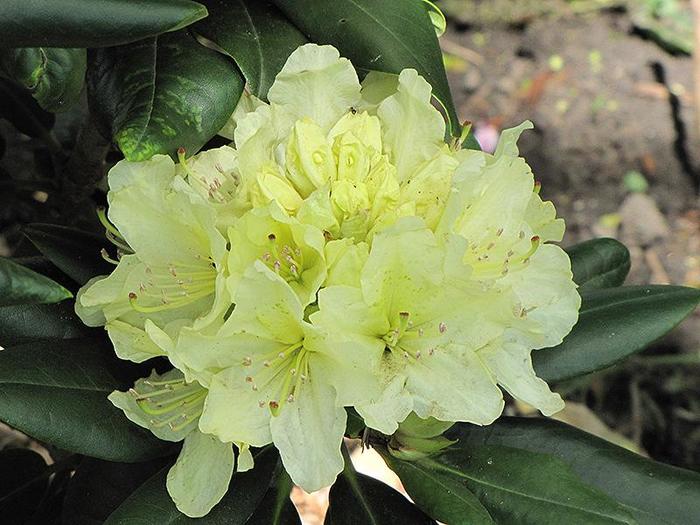 RHODODENDRON 'Capistrano' - Rhododendron from Agway of Cape Cod