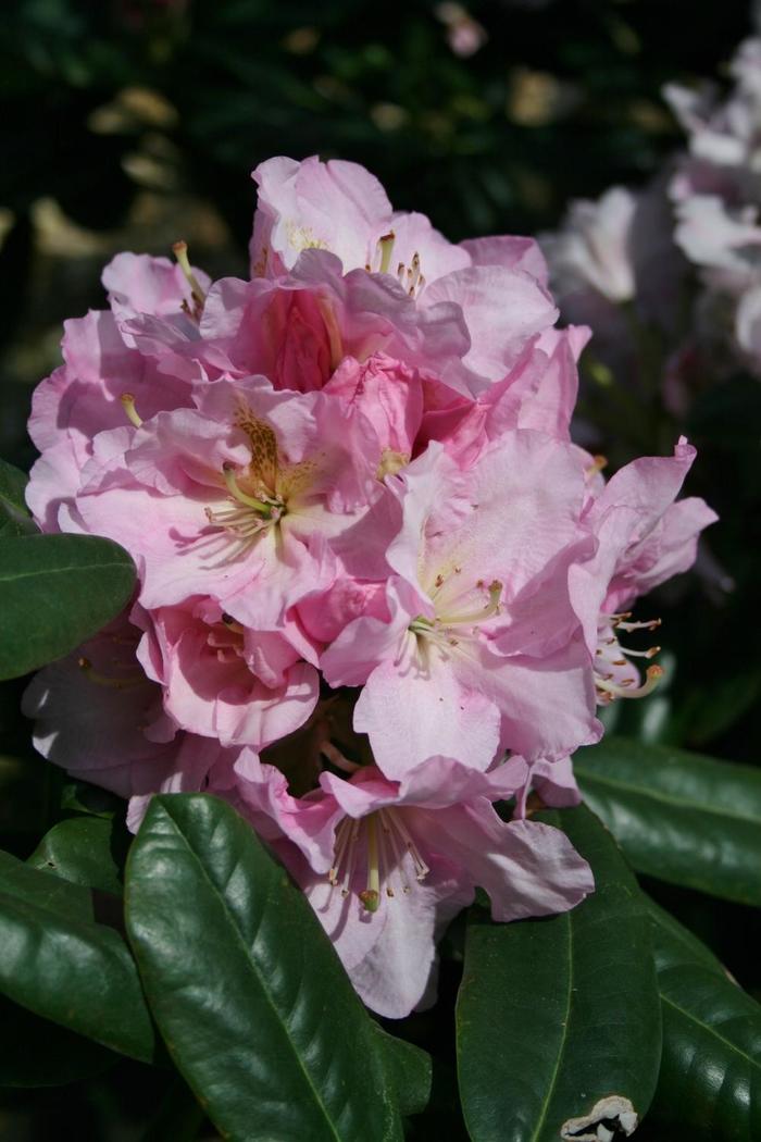 RHODODENDRON 'Hoopla' - Rhododendron from Agway of Cape Cod