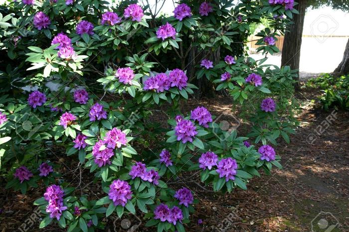 RHODODENDRON 'Purple Passion' - Rhododendron from Agway of Cape Cod