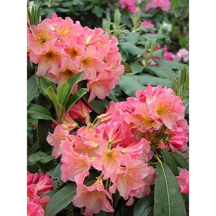 RHODODENDRON 'Rio Salsa' - Rhododendron from Agway of Cape Cod