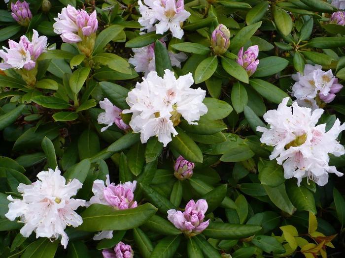 RHODODENDRON 'Cunningham White' - Rhododendron from Agway of Cape Cod