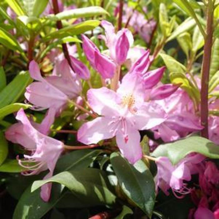 RHODODENDRON 'Independence' - Rhododendron maximum from Agway of Cape Cod
