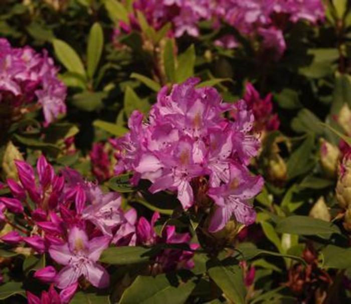 RHODODENDRON 'Roseum' - Rhododendron maximum from Agway of Cape Cod