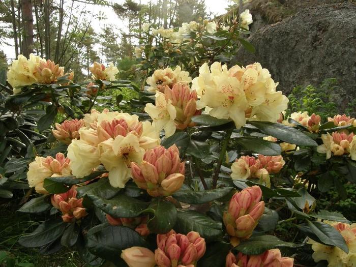 RHODODENDRON 'Gold Prinz' - Rhododendron miyama from Agway of Cape Cod
