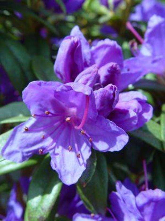RHODODENDRON 'Blue Baron' - Rhododendron x from Agway of Cape Cod