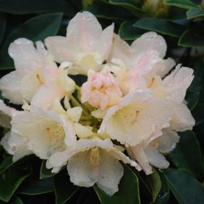 RHODODENDRON 'Golden Torch' - Rhododendron yakushimanum from Agway of Cape Cod