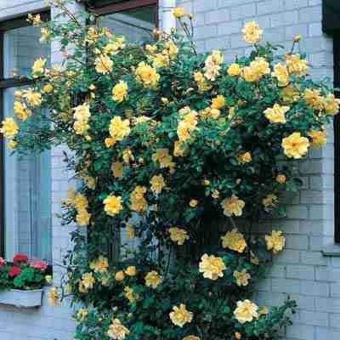 CLIMBING ROSE 'Golden Showers' - Rosa from Agway of Cape Cod