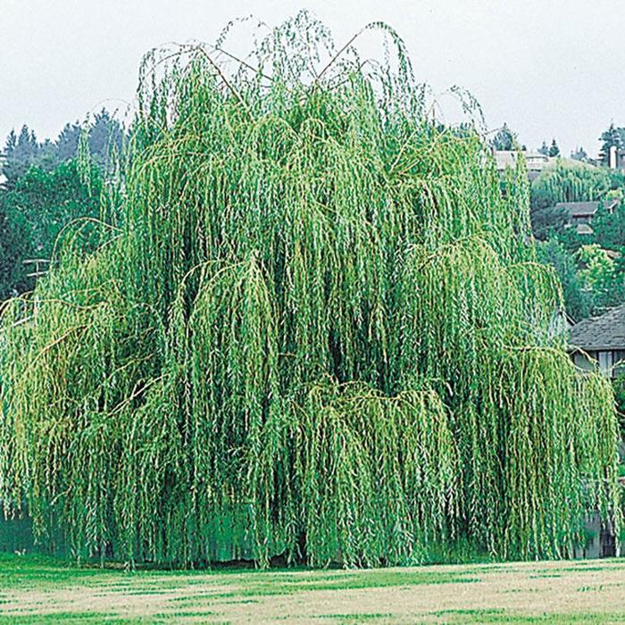 WEEPING WILLOW - Salix Niobe from Agway of Cape Cod