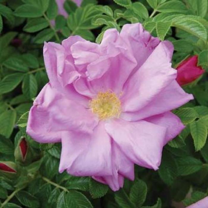 BEACH ROSE 'Pink Pavement' - Rosa rugosa from Agway of Cape Cod