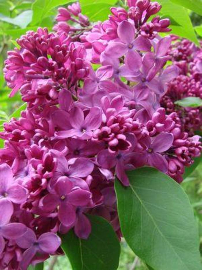 LILAC 'Yankee Doodle' - Syringa vulgaris from Agway of Cape Cod