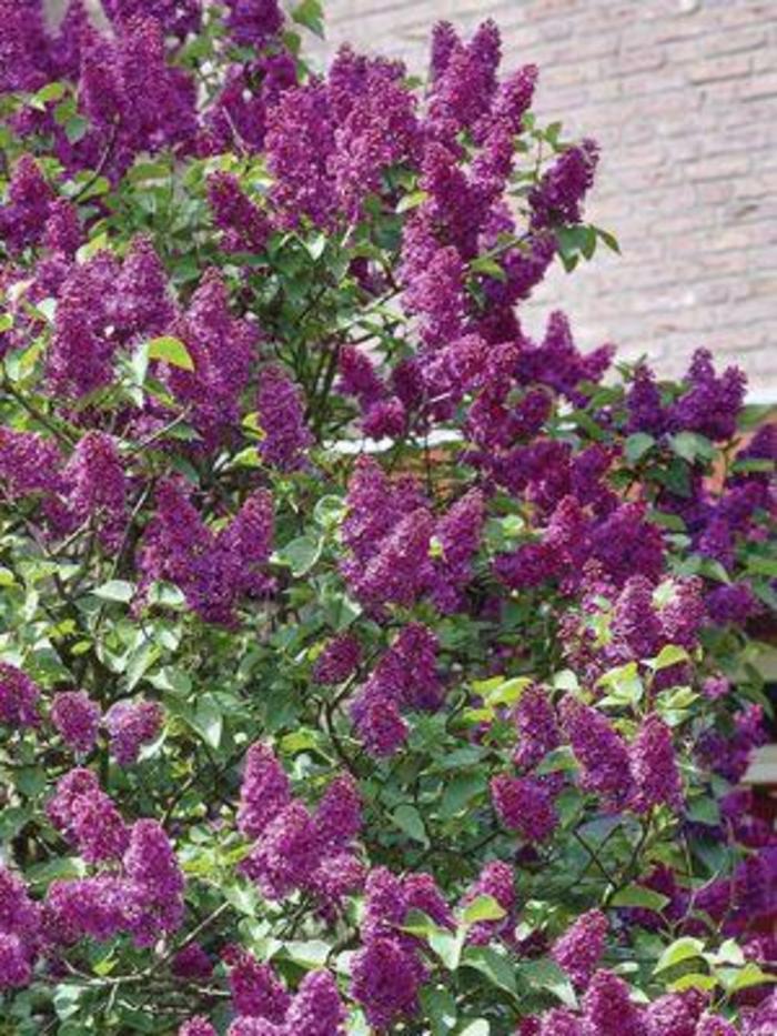 LILAC 'Purple Glory - Syringa hyacinthiflora from Agway of Cape Cod