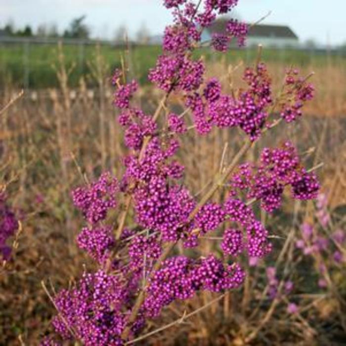 BEAUTYBERRY 'Purple Giant' - Callicarpa x 'Plump and Plentiful' from Agway of Cape Cod