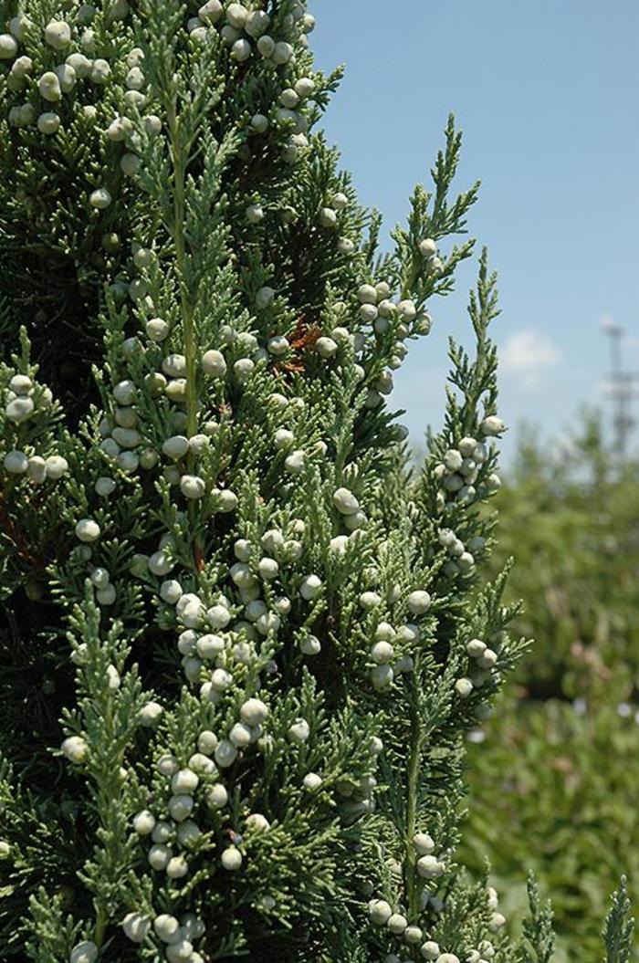 JUNIPER 'Trautman' - Juniperus chinensis from Agway of Cape Cod