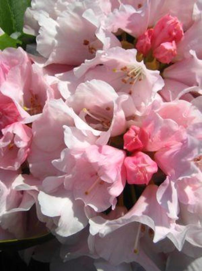 RHODODENDRON 'Mardi Gras' - Rhododendron from Agway of Cape Cod
