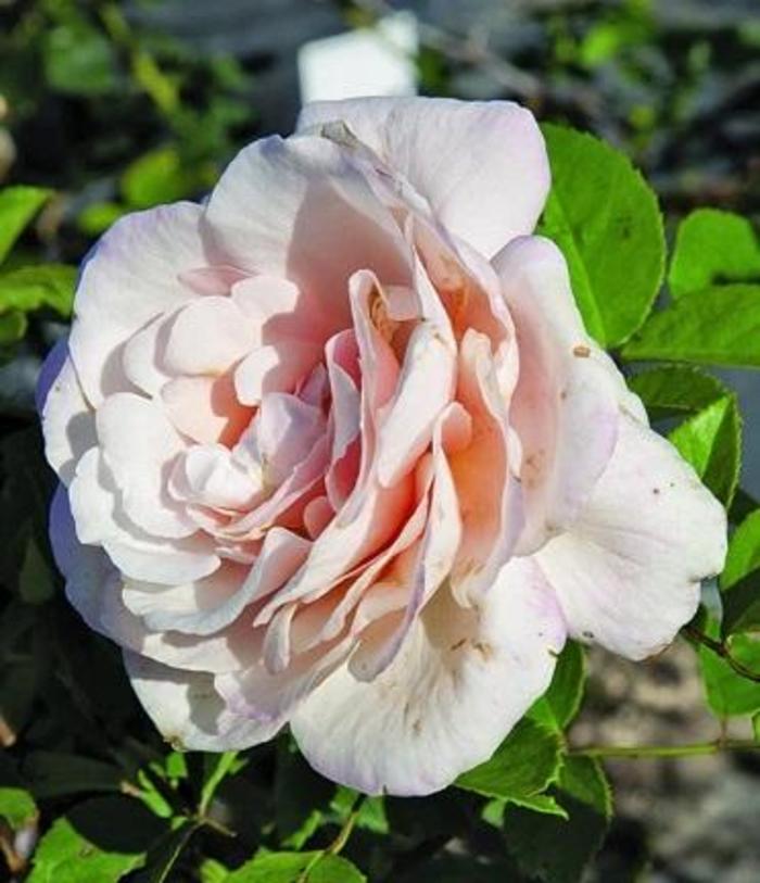 ROSE 'Belindas Blush' - Rosa from Agway of Cape Cod