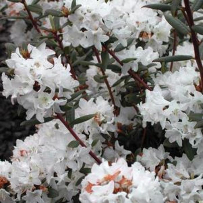 RHODODENDRON 'Sugar Puff' - Rhododendron X from Agway of Cape Cod