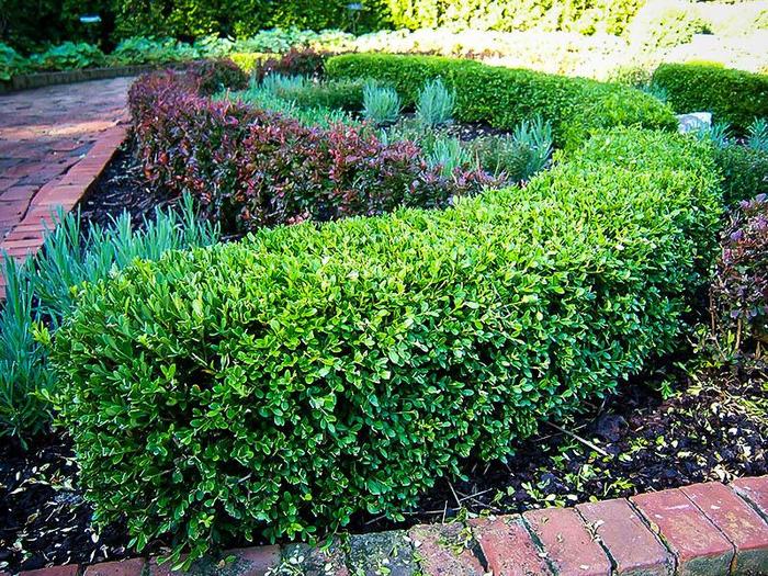 BOXWOOD 'Winter Gem' - Buxus microphylla var. japonica from Agway of Cape Cod