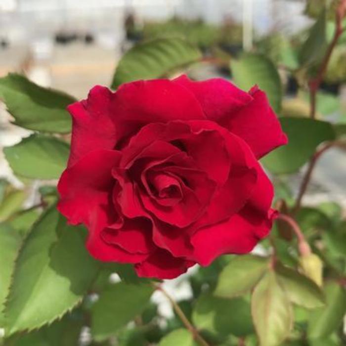ROSE 'Red Empress' - Rosa brindabella from Agway of Cape Cod