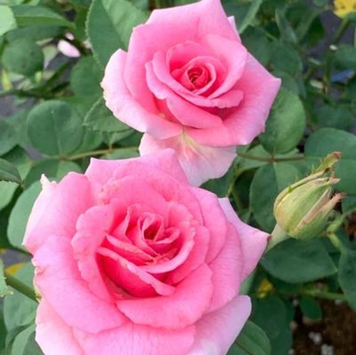ROSE 'Pink Princess' - Rosa brindabella from Agway of Cape Cod