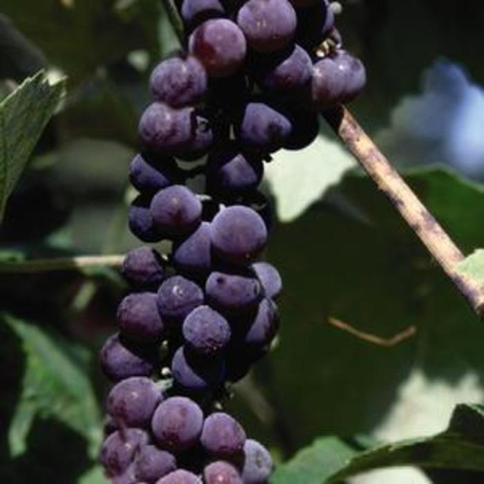 GRAPE 'Canadice' - Vitis from Agway of Cape Cod