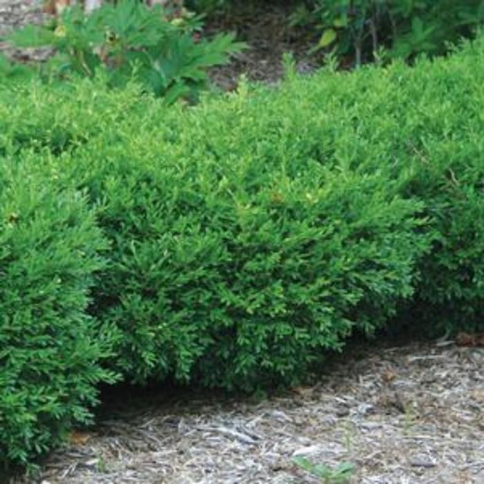 BOXWOOD 'Franklin's Gem' - Buxus microphylla from Agway of Cape Cod
