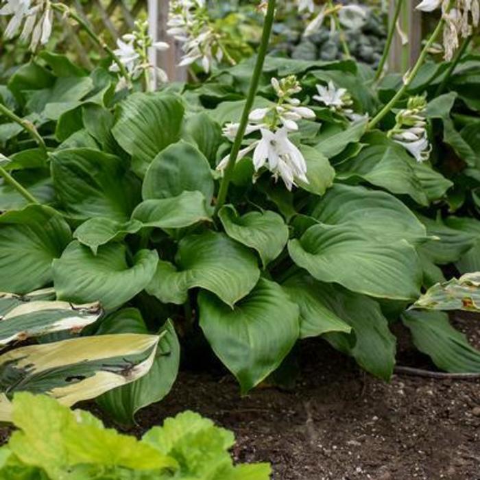 HOSTA 'Royal Crest' - Hosta from Agway of Cape Cod