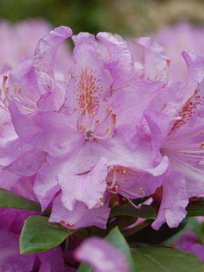 RHODODENDRON 'Minnetonka' - Rhododendron from Agway of Cape Cod