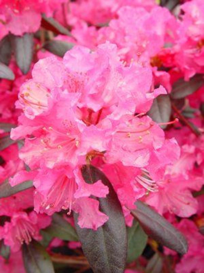 RHODODENDRON 'Landmark' - Rhododendron from Agway of Cape Cod