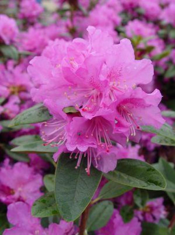 RHODODENDRON 'PJM Elite' - Rhododendron from Agway of Cape Cod