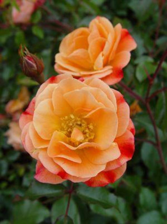 ROSE 'Flower Carpet Amber' - Rosa x from Agway of Cape Cod