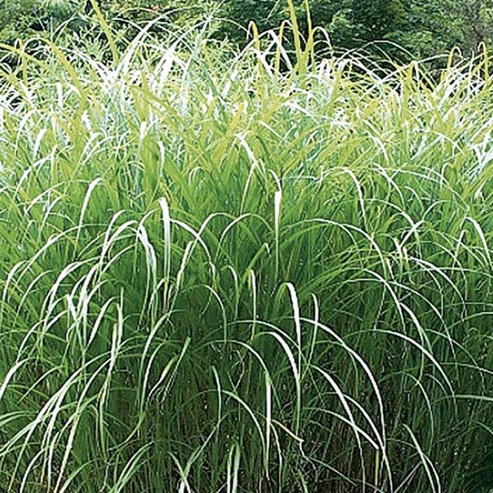 MAIDEN GRASS 'Autumn Light' - Miscanthus sinensis from Agway of Cape Cod