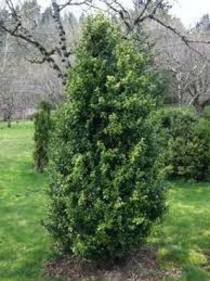 BOXWOOD 'Green Tower' - Buxus sempervirens from Agway of Cape Cod