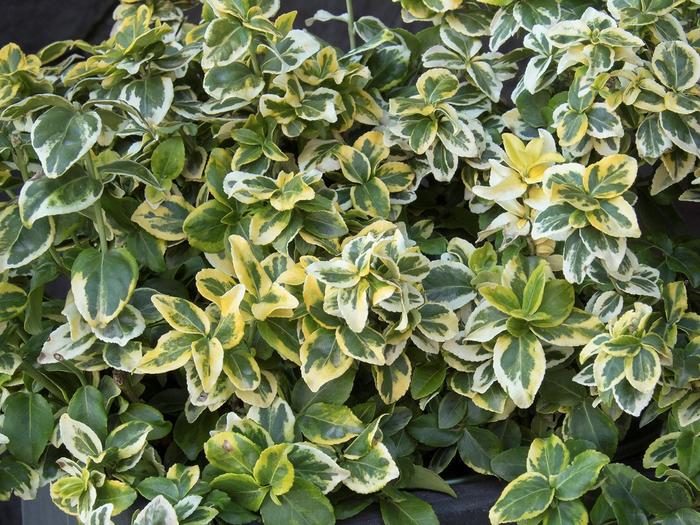 EUONYMUS 'Golden Prince' - Euonymus fortunei from Agway of Cape Cod